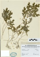 藏品(生根卷柏)的圖片